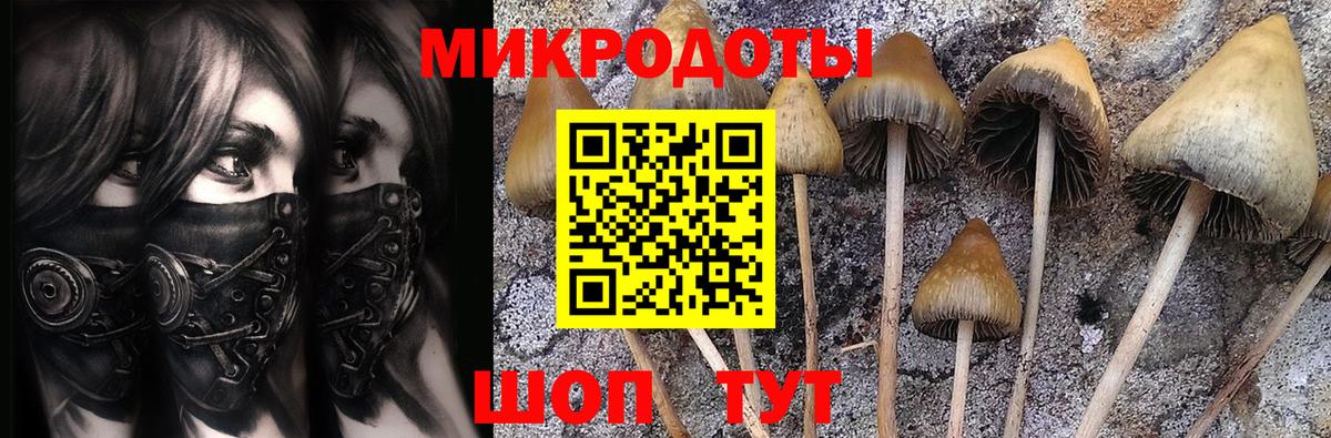 Кизилюрт  Галлюциногенные грибы Psilocybe  Вход с VPN 